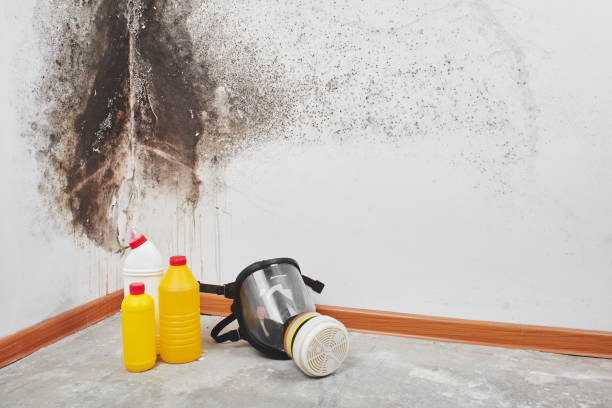Professional Mold Remediation in Corralitos, CA